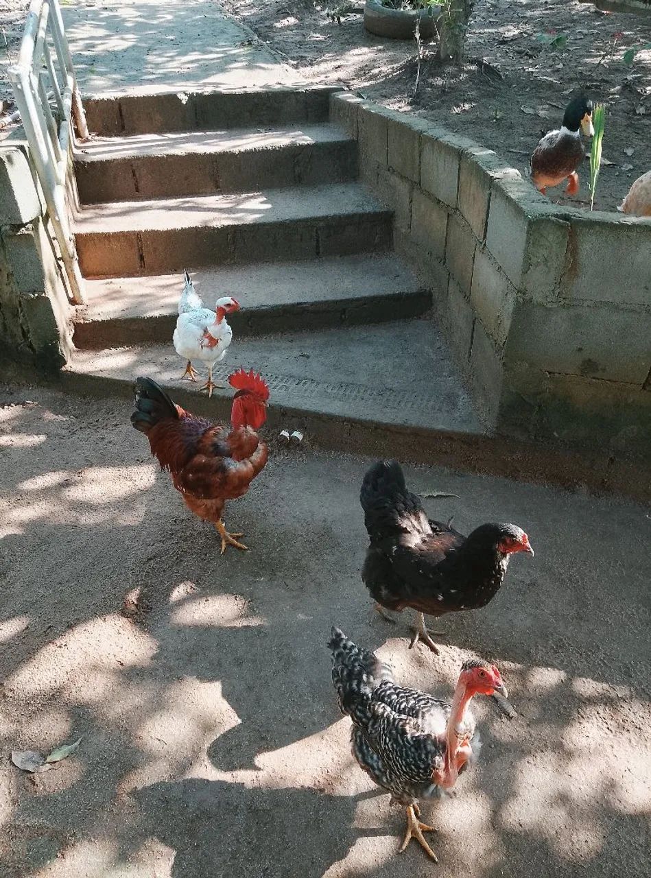 Galinhas pra venda e casal de marrecos 