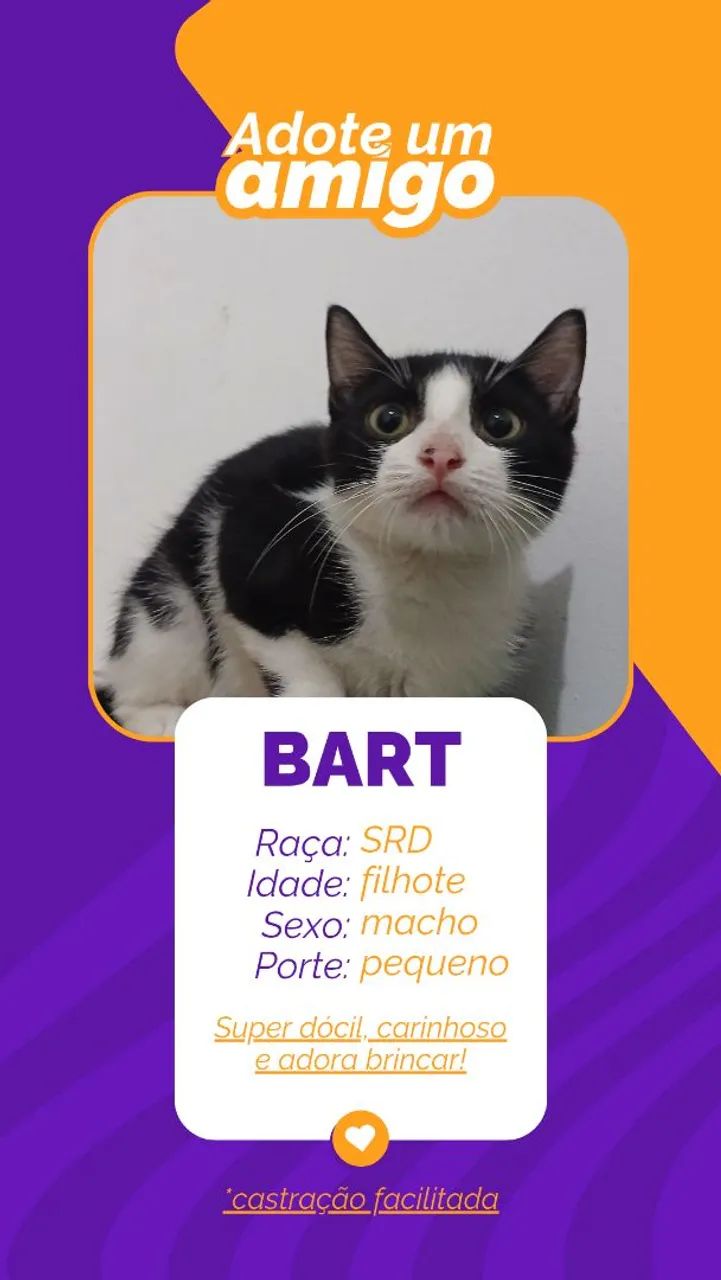 adoção responsável 