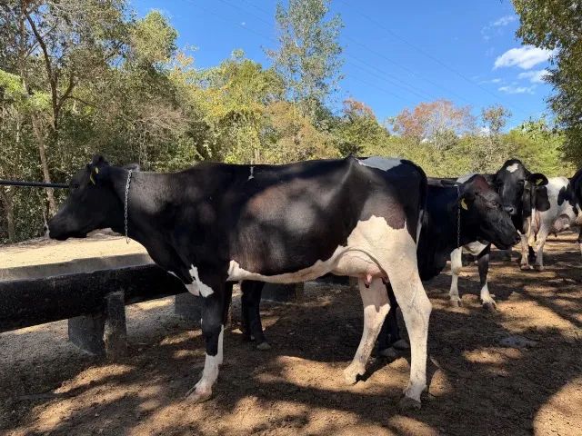 Vacas de Leite - Foto 4