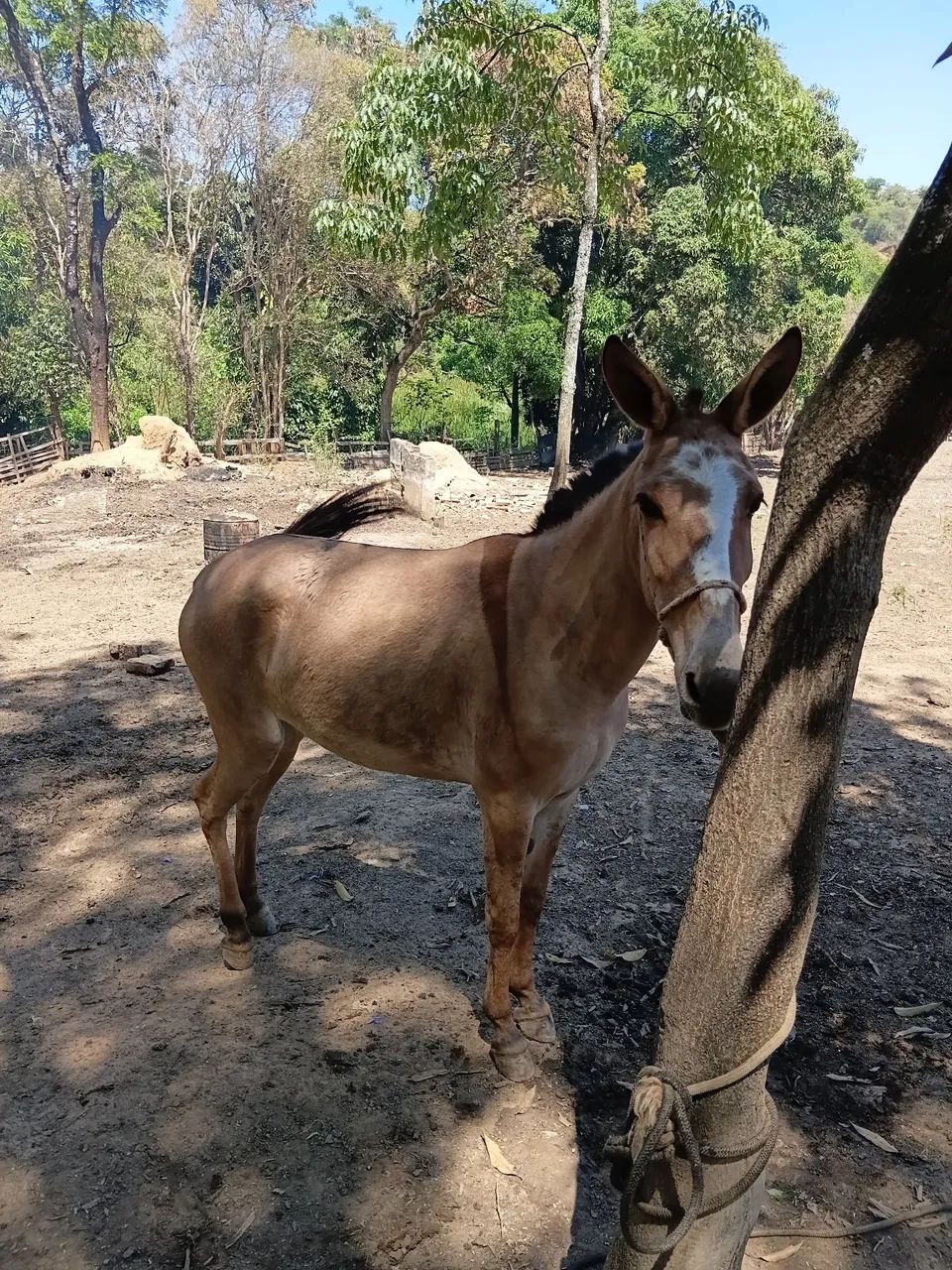 Mula nova 2 anos  - Foto 4