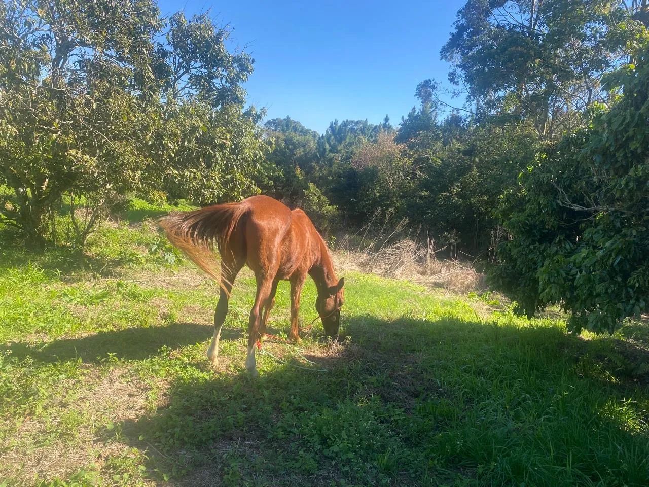 Cavalo trote  - Foto 2