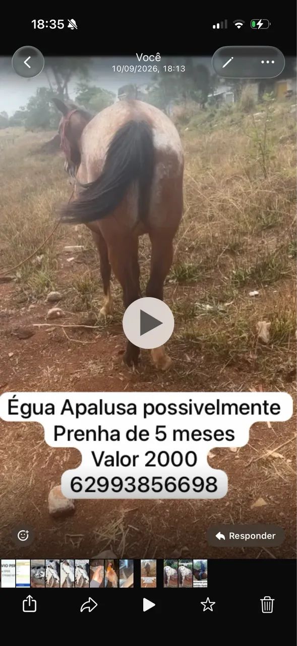 Égua - Foto 3