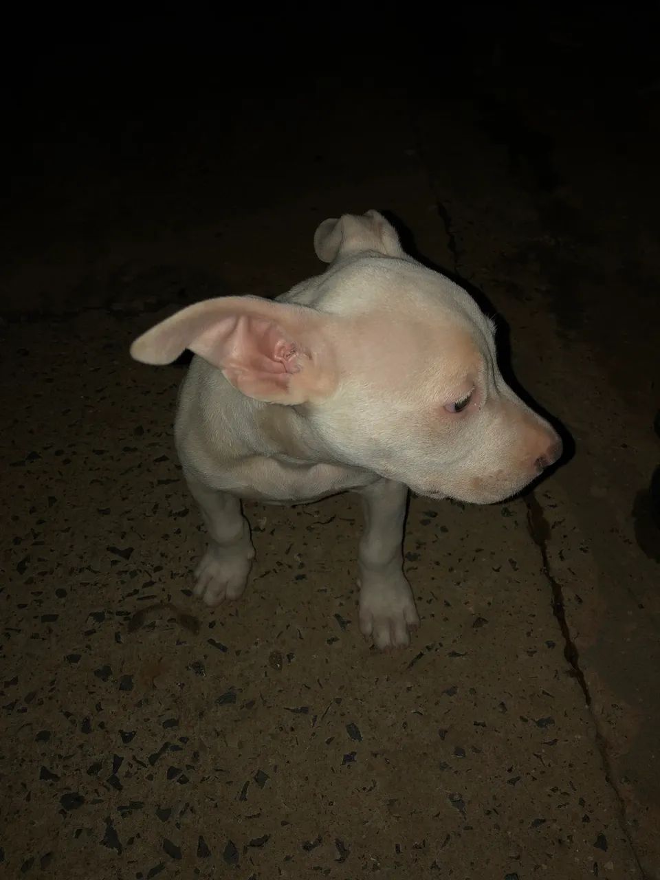 Vende-se pit bull 