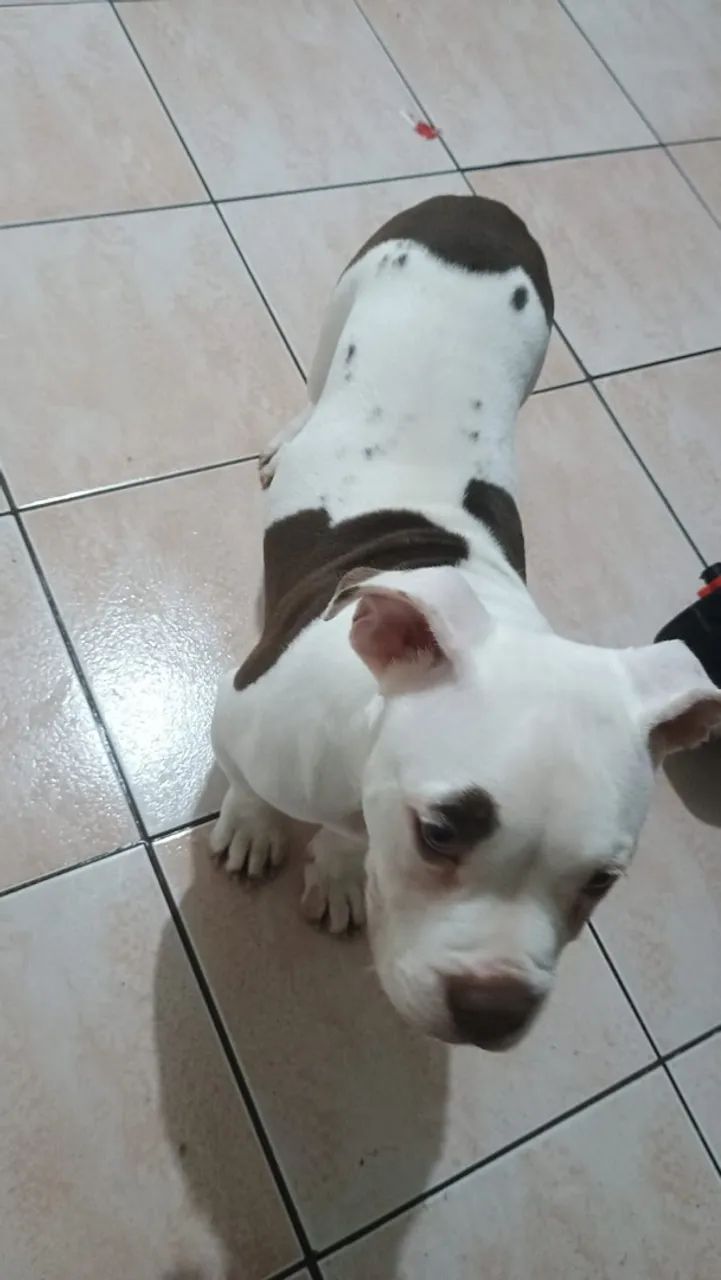 Raça: pitbull 