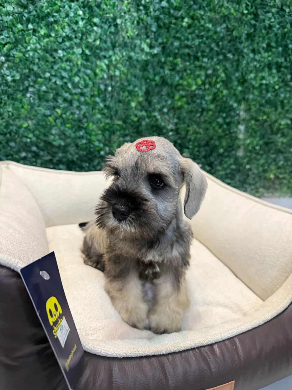 Filhotes de Schnauzer mini  - Foto 4