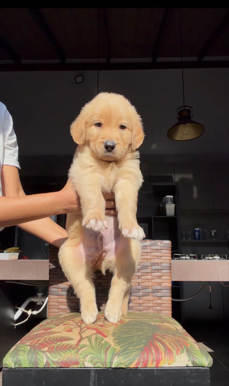 Golden retriever  - Foto 4