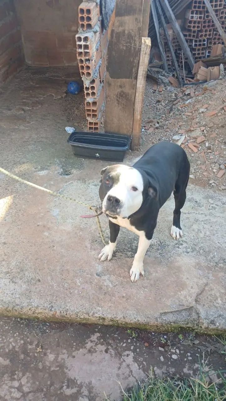 Pit Bull doação responsável  - Foto 3