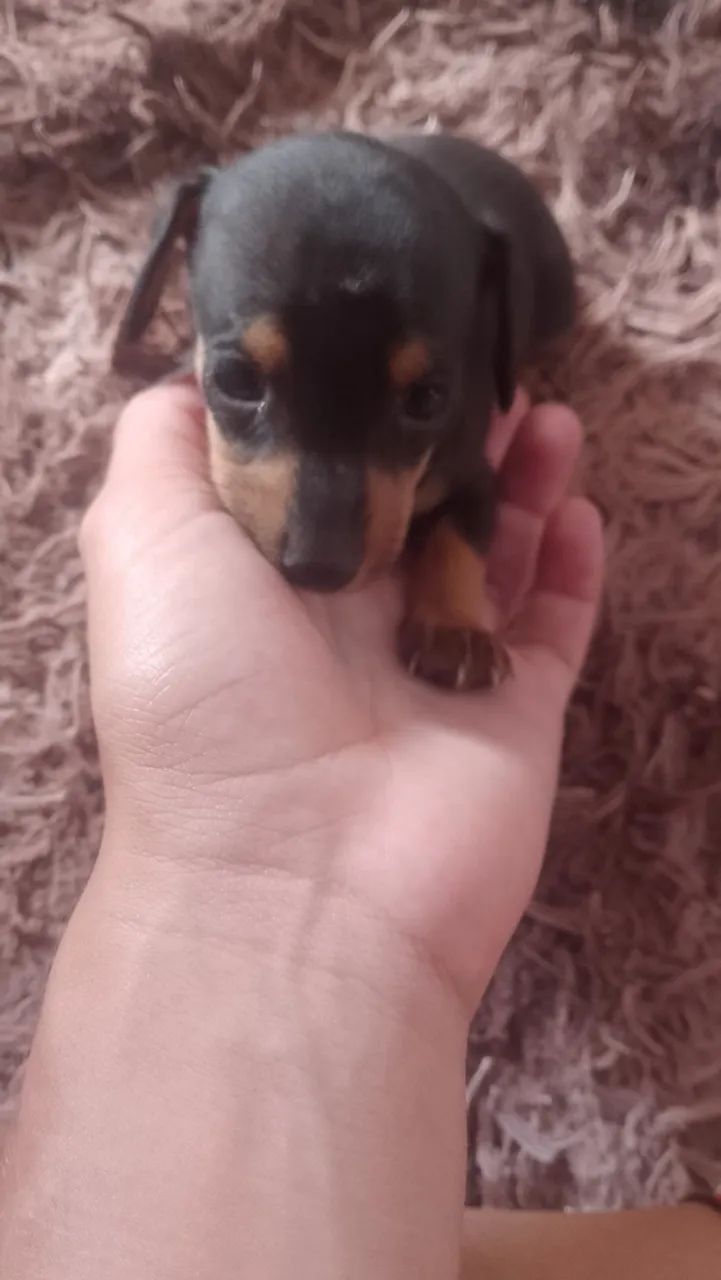 Pinscher