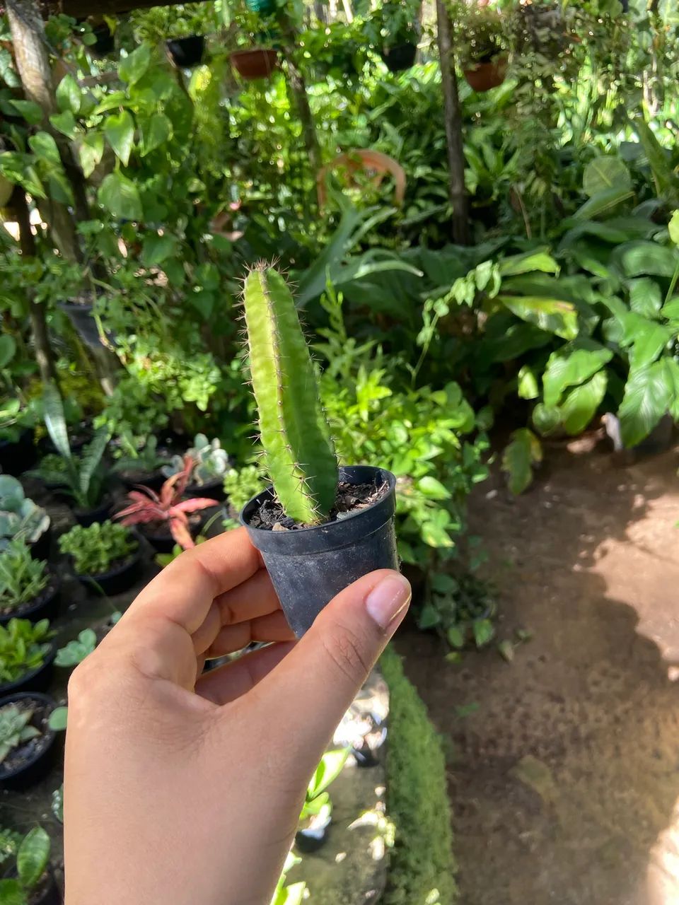 Plantas de várias espécies  - Foto 4