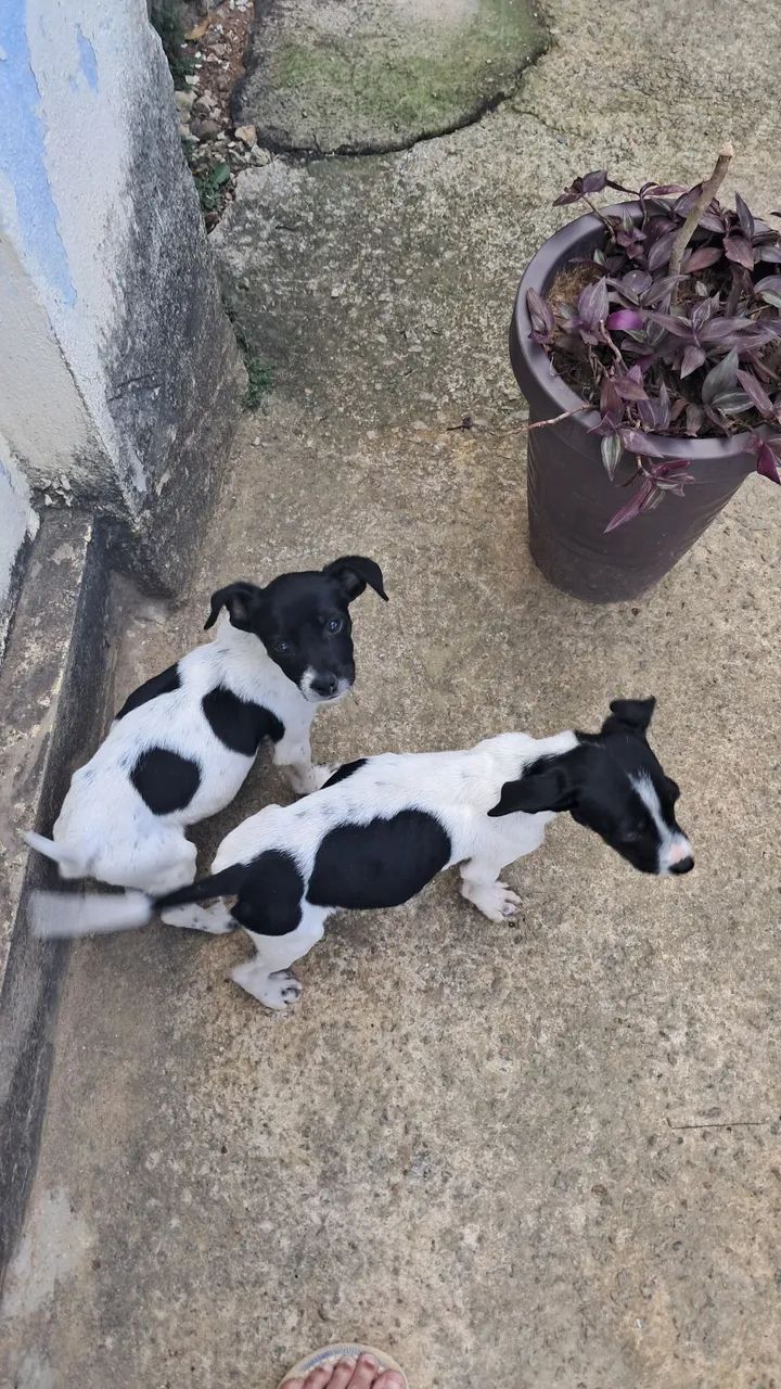 Adoção responsável cachorrinho  - Foto 3