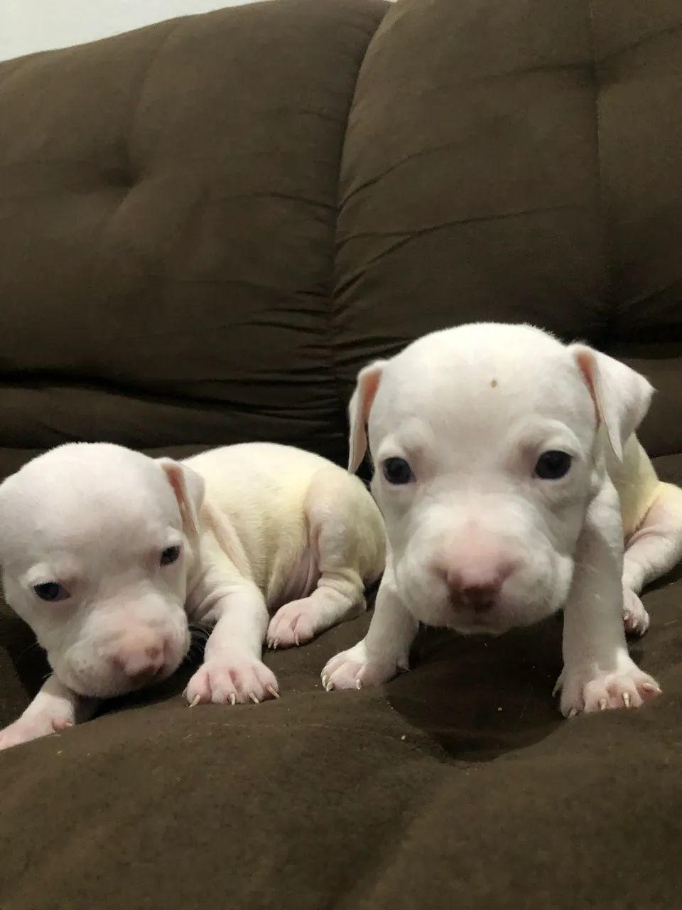 Pitbull Monster  - Foto 5
