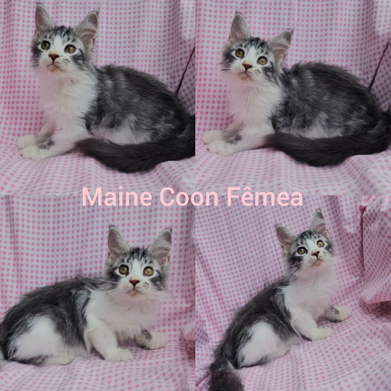 Maine Coon Filhotes - Gatil BSB Cat 
