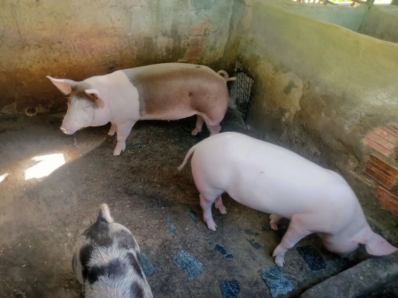 Porcos 