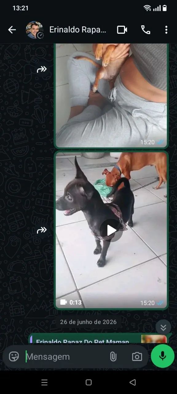 Cachorro pinscher  - Foto 2