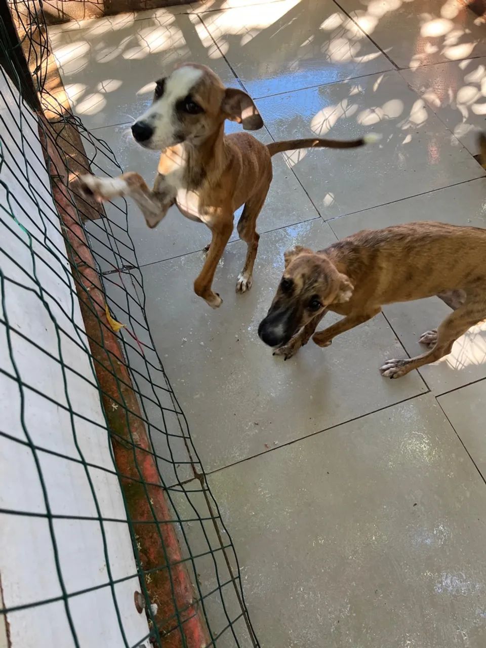 Adoção cachorro - Foto 3