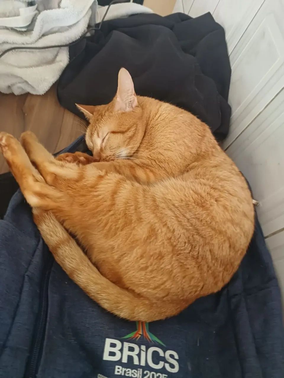 Gato castrado macho - Foto 3