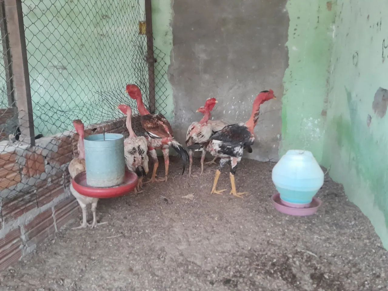 Polaco Gigante  - Foto 6