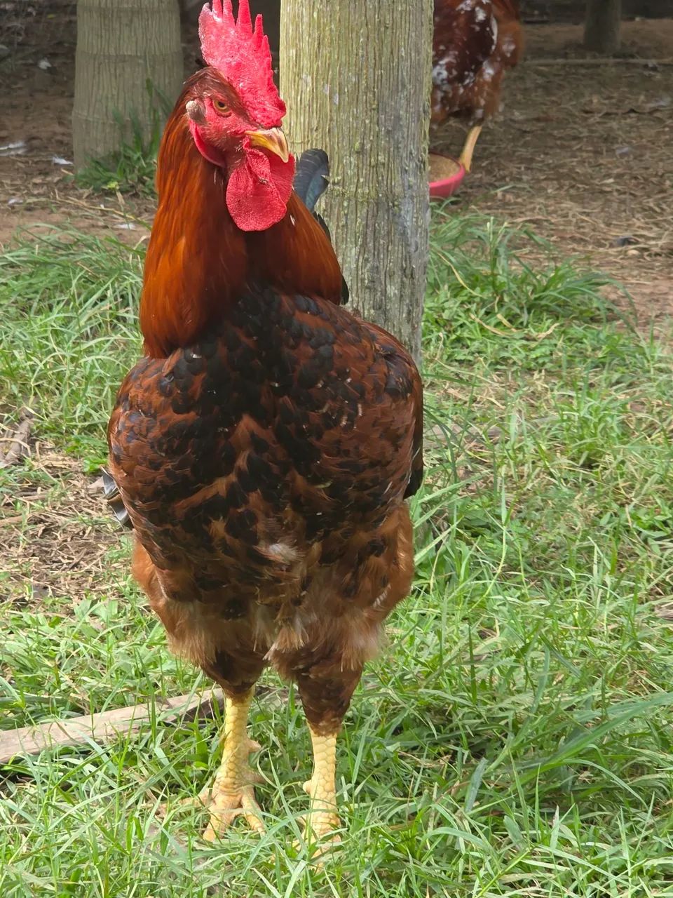 Frango GSB balão sertaneja - Foto 2