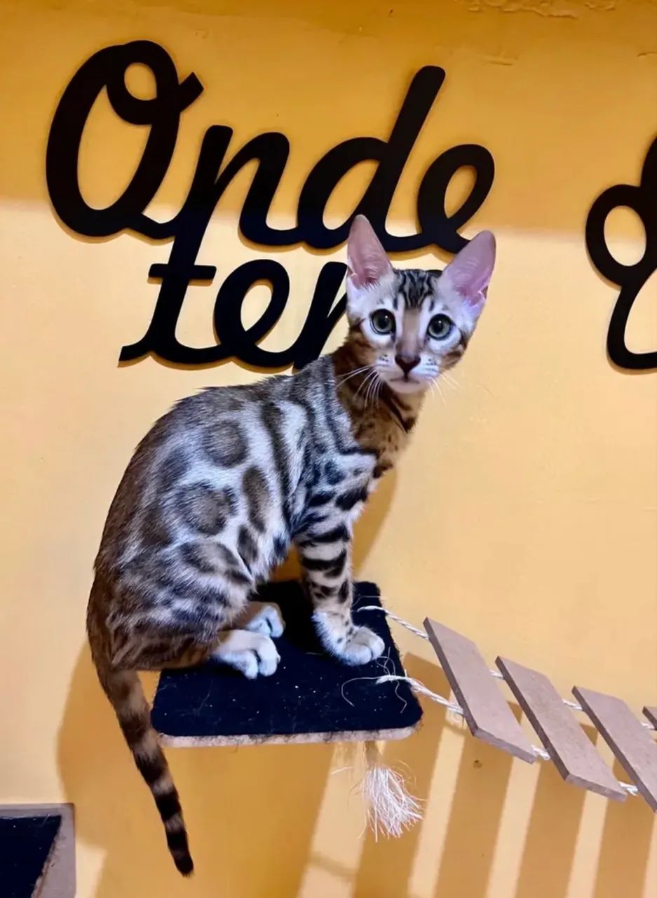 Gato Bengal  - Foto 6