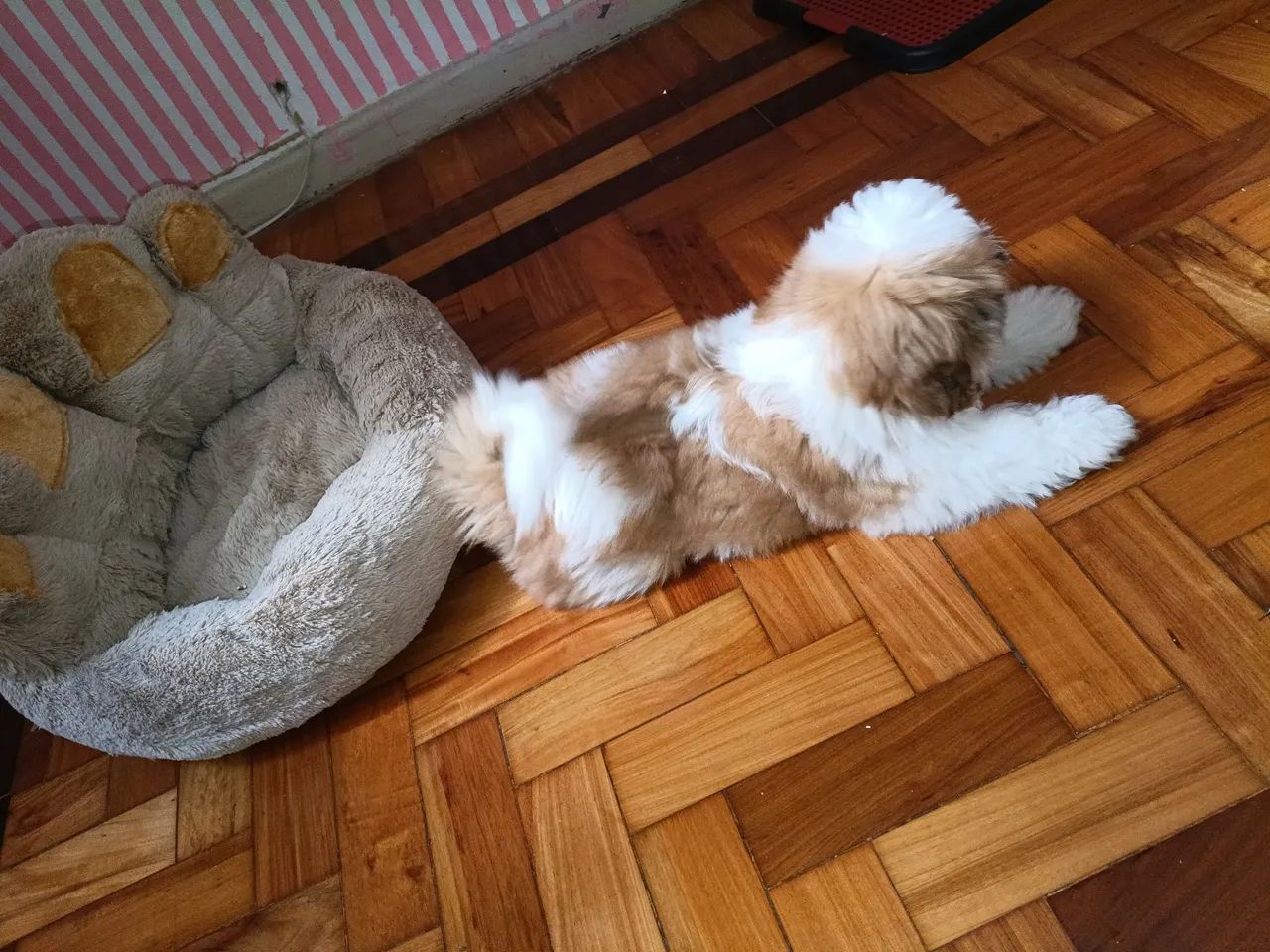 Vendo Shitzu macho 3 meses  - Foto 2