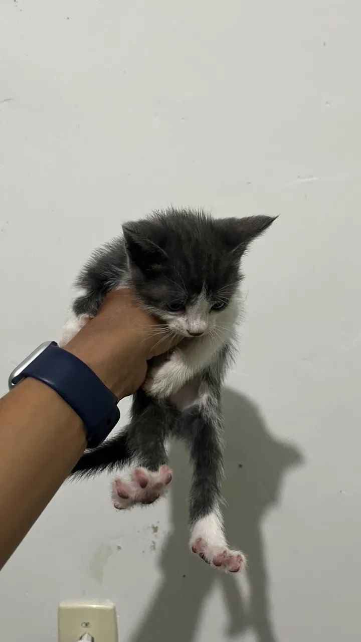 Doação gatinhos - Foto 4