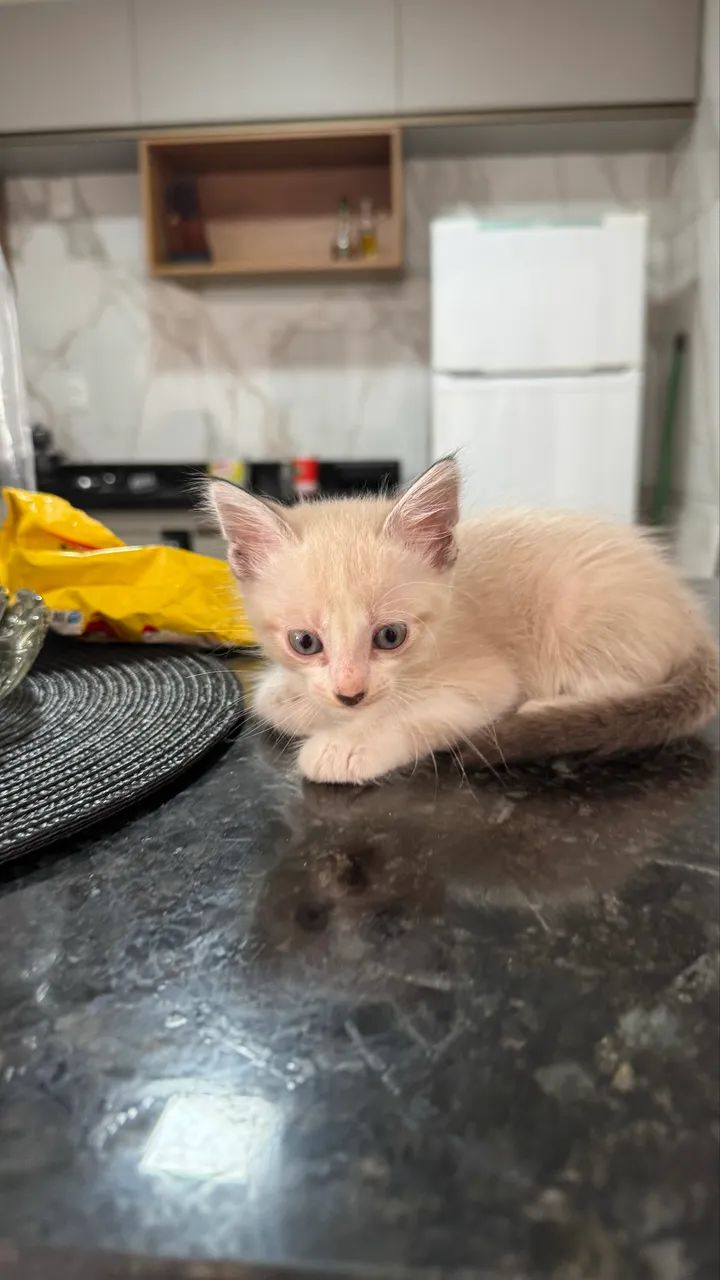 Gatinhos para doação