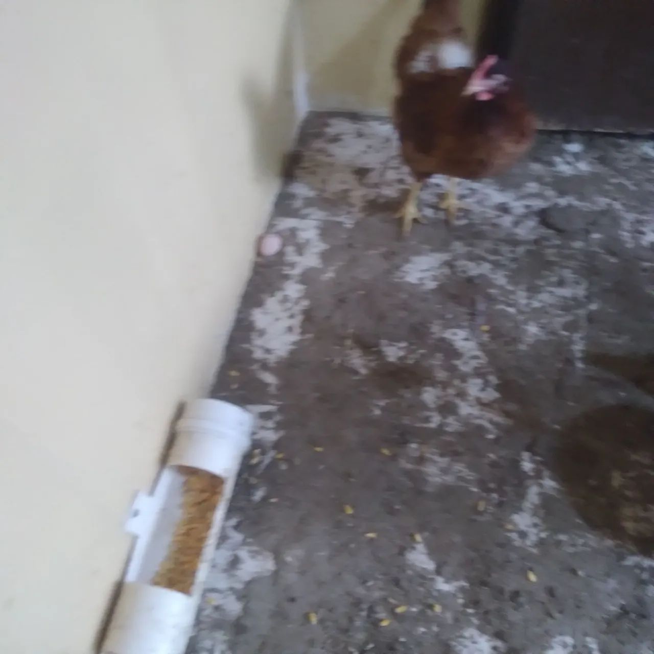 Galinha ponhadeira - Foto 2