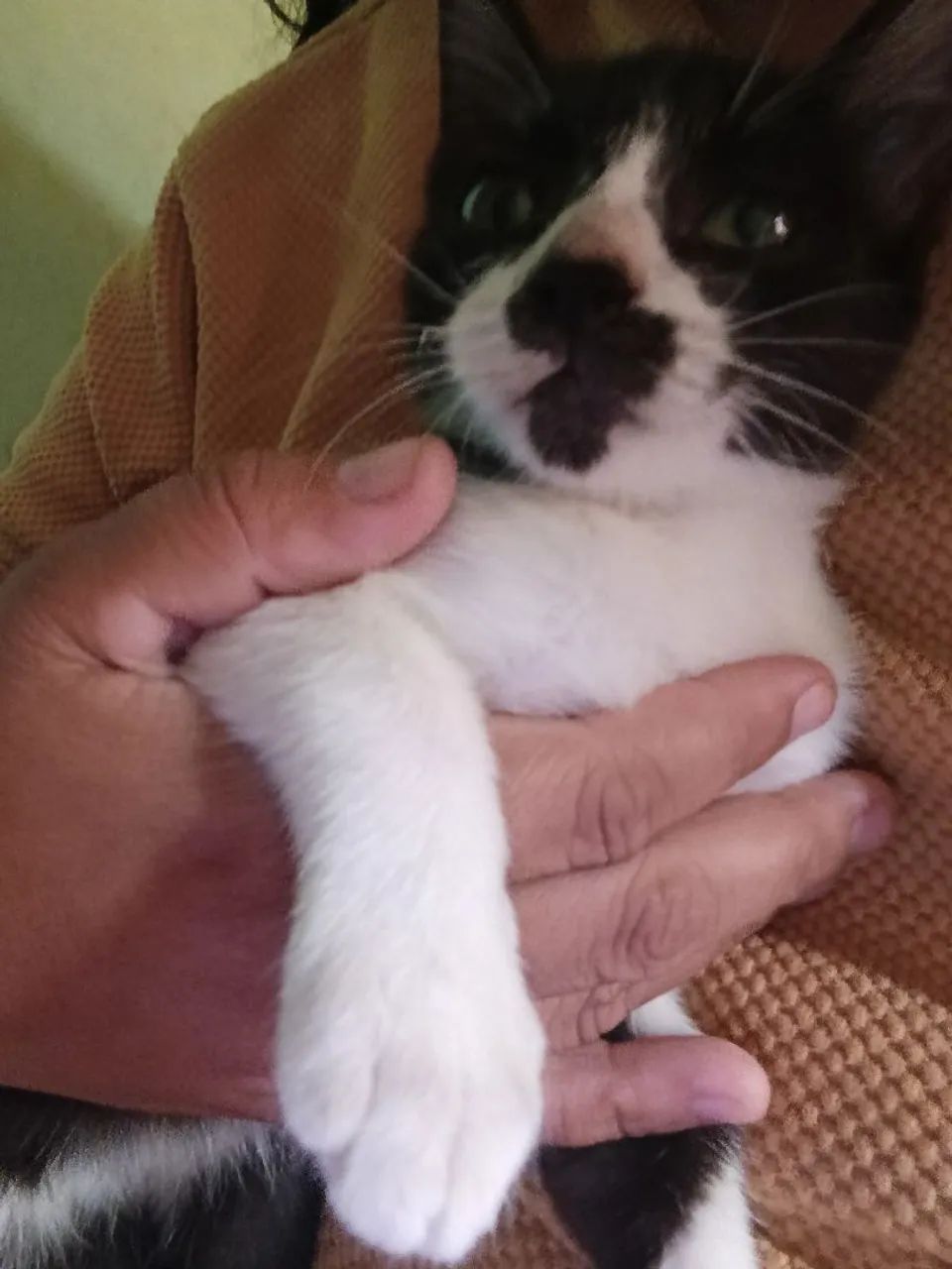 Gatinhos macho - Foto 3