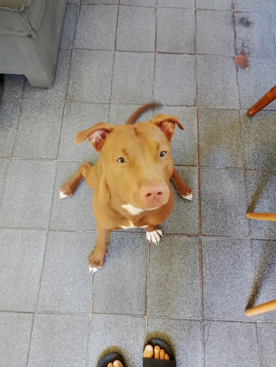 Cadela - Foto 3