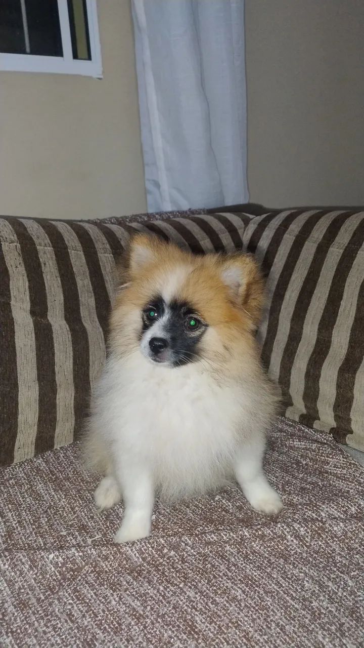 Spitz Alemão