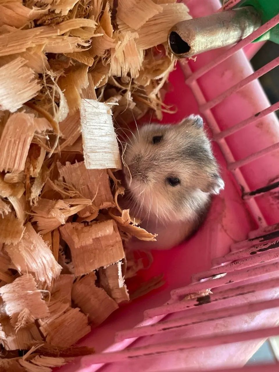 Hamster anão russo 