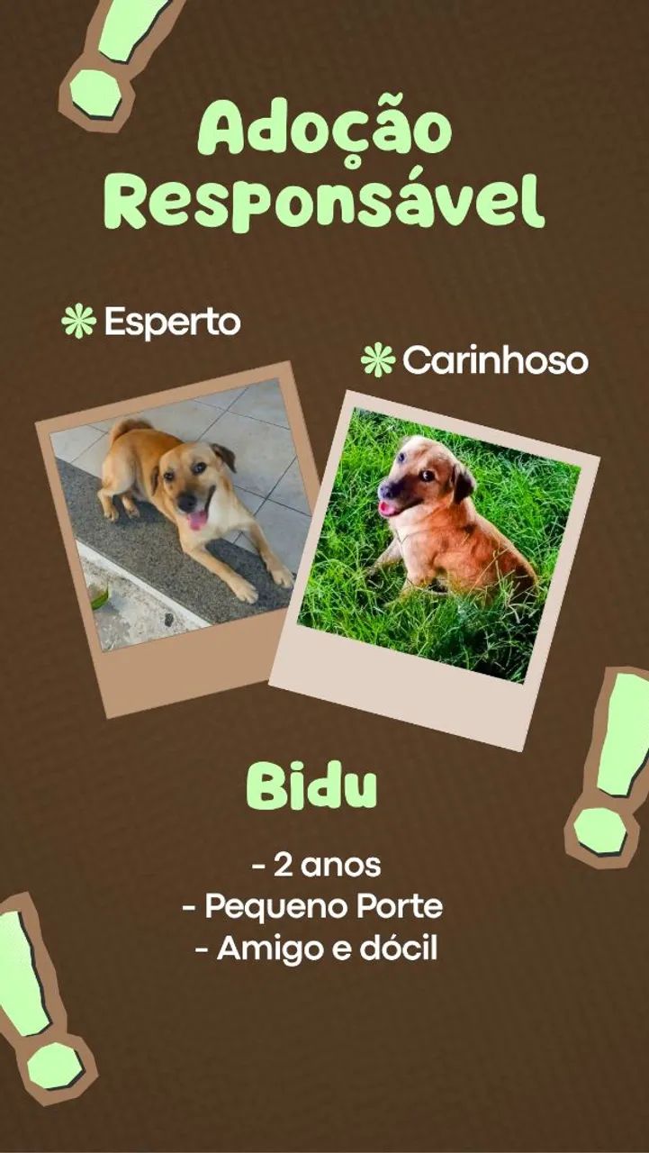 Adoção Cachorrinho Lindo e Dócil!