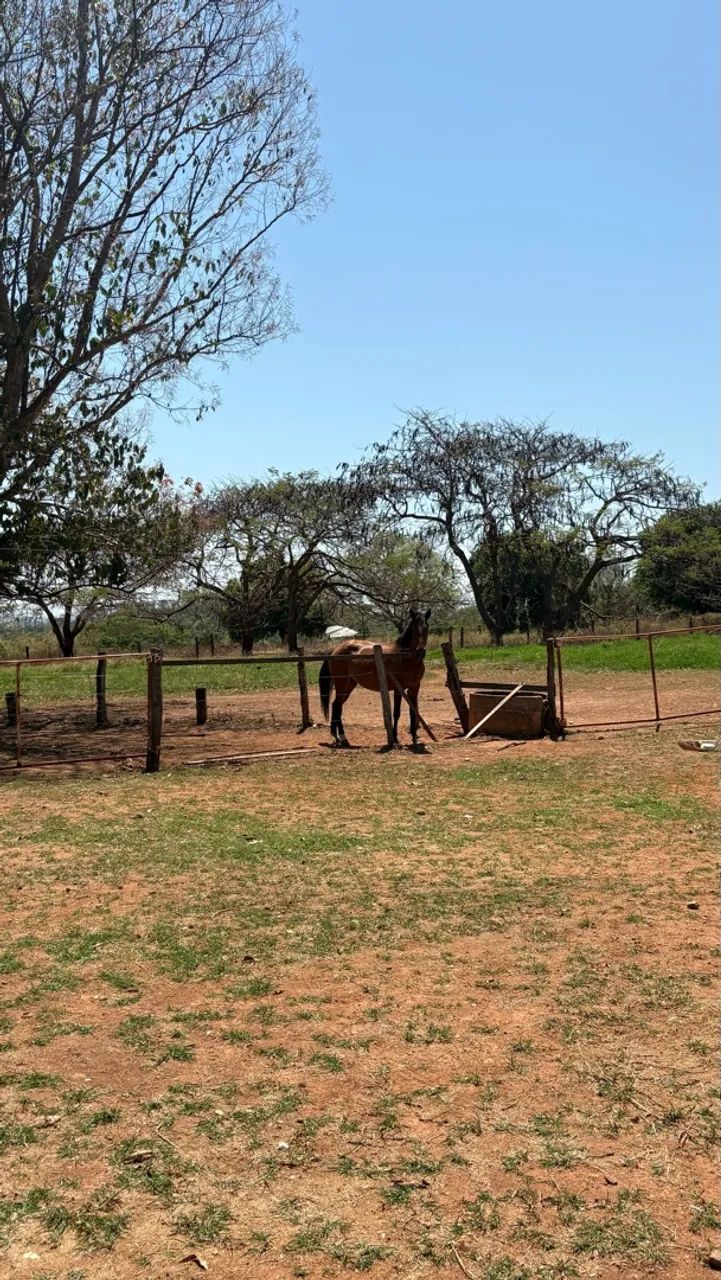 Égua machadeirinha 