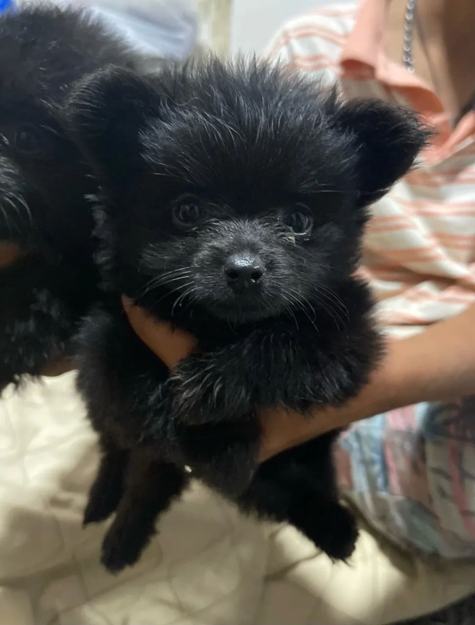 Lulu da pomerânea  - Foto 3