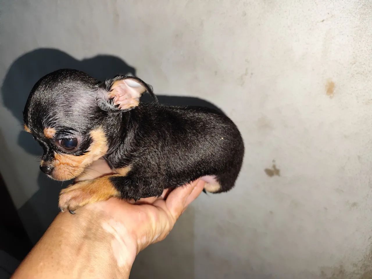 Animais de estimação 