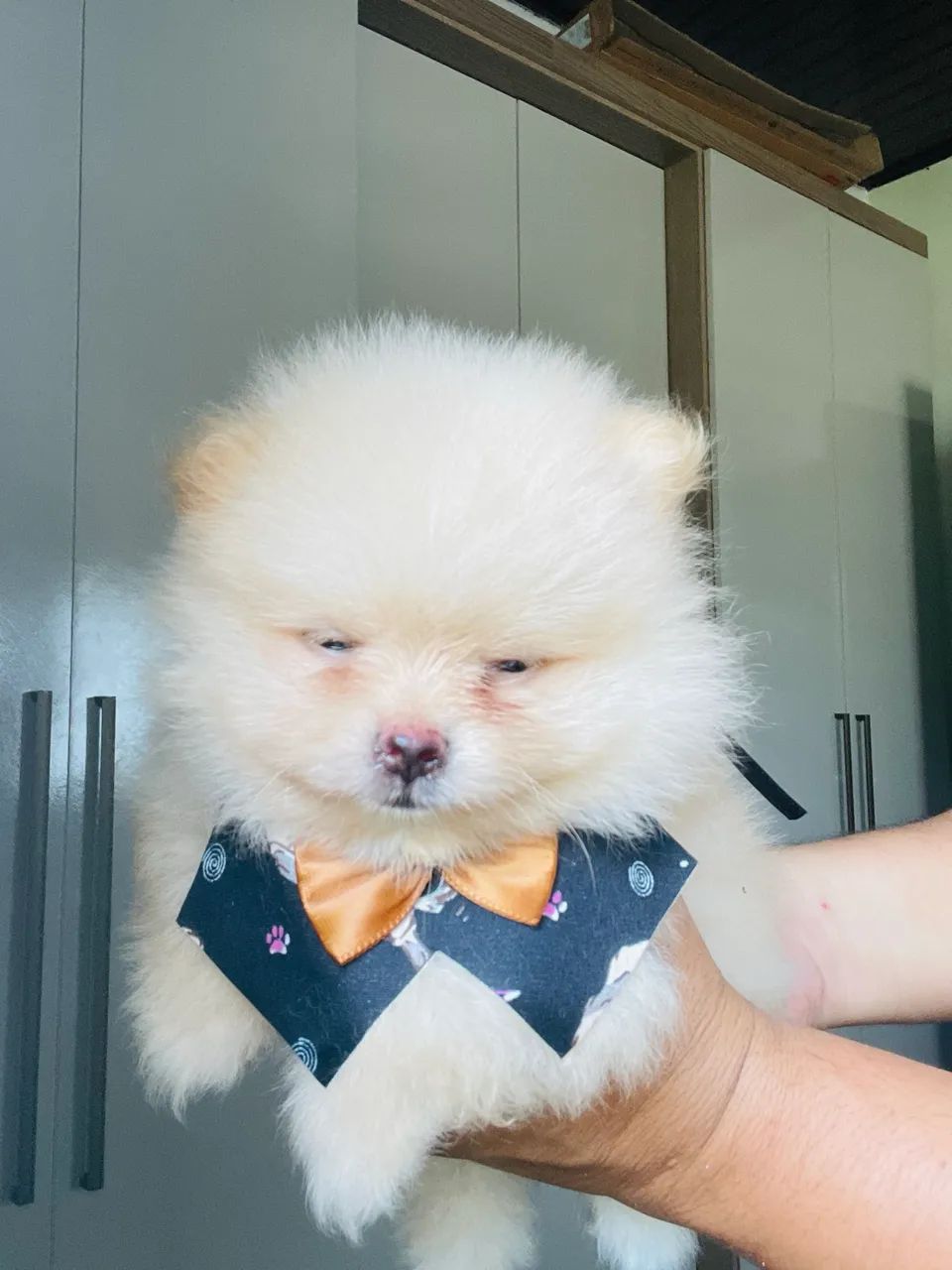 Macho de spitz para ENTREGA - Foto 2