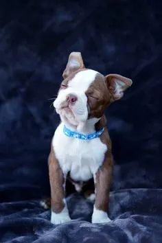 Boston Terrier  - Foto 2