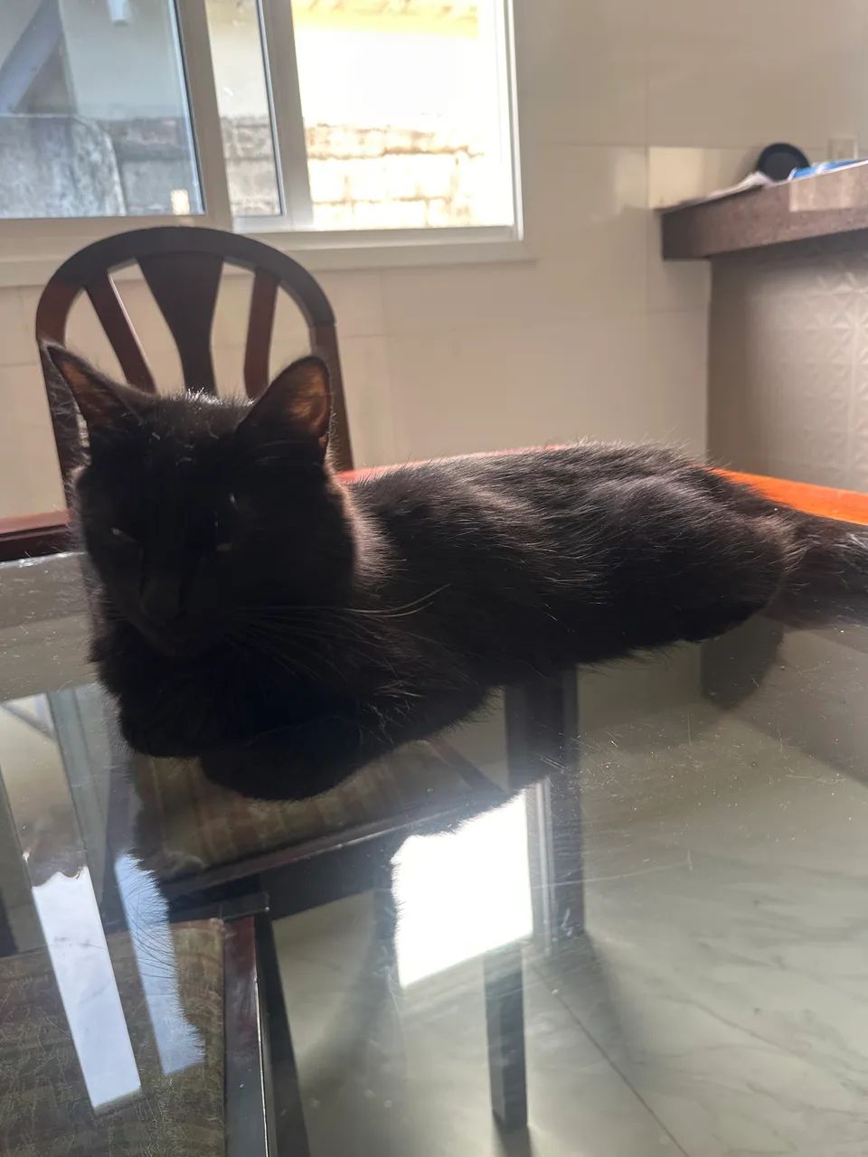 Gatinha para doação  - Foto 2