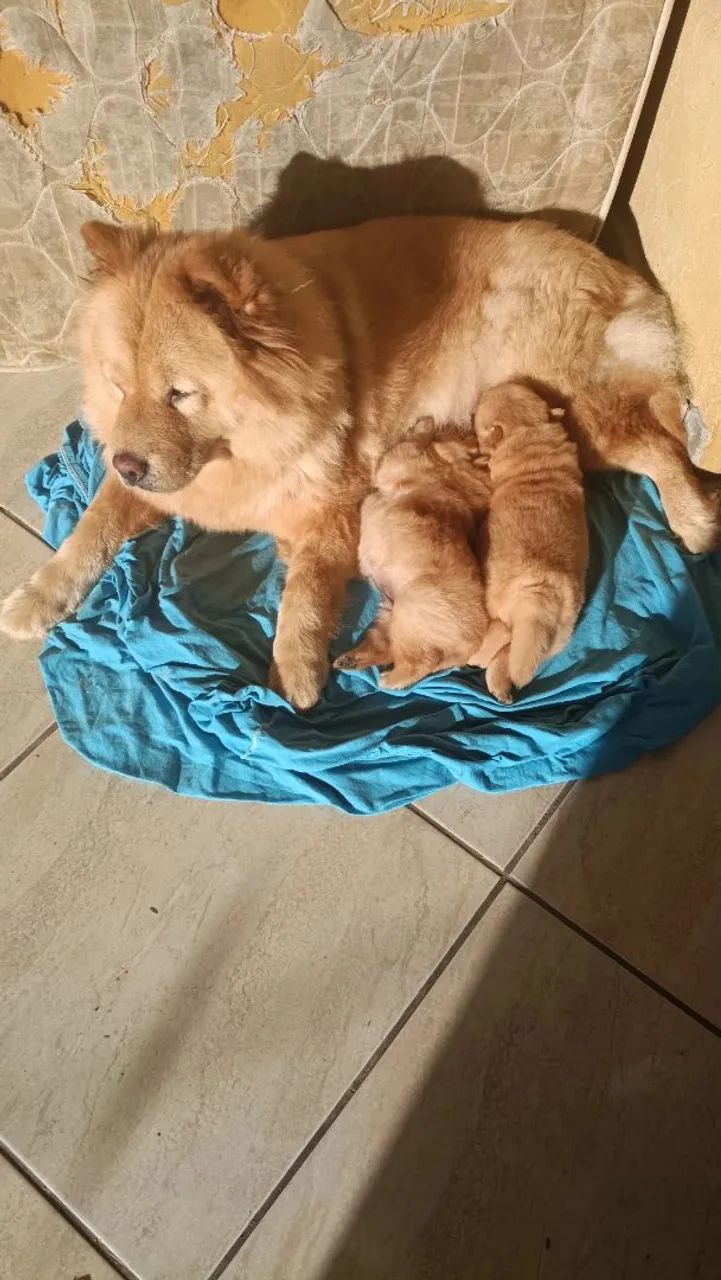Vendo filhotes de chowchow  - Foto 2