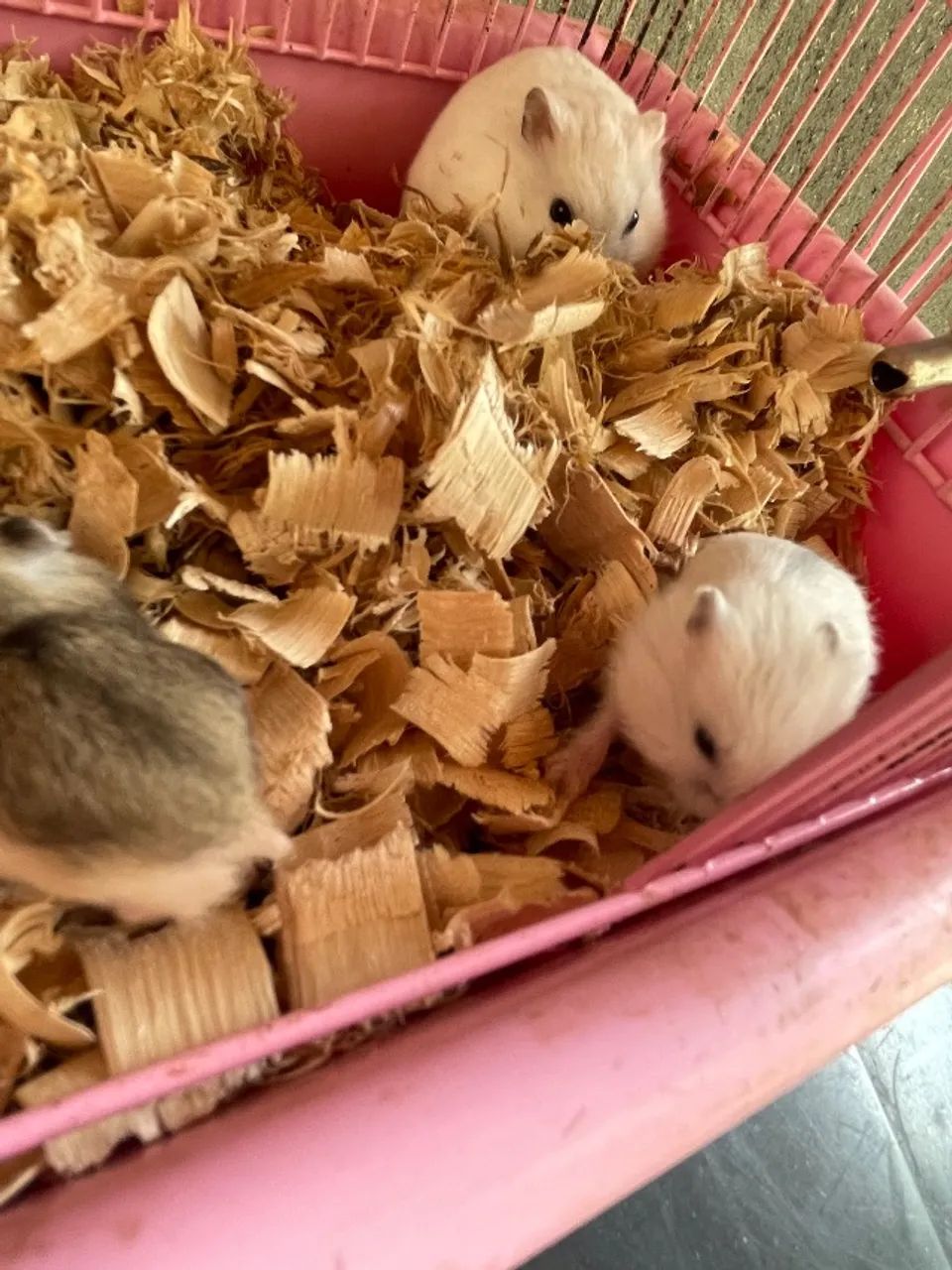 Hamster anão russo  - Foto 5