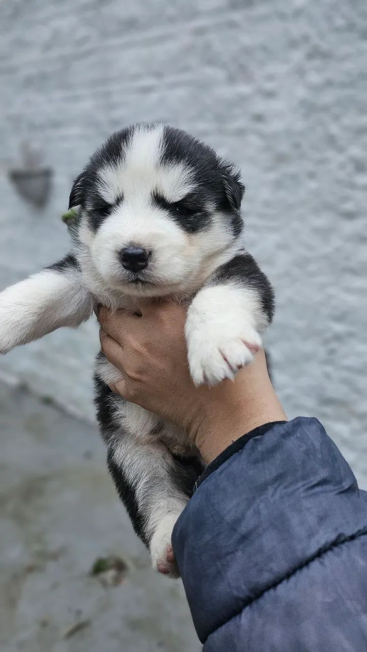 Husky siberiano  - Foto 3