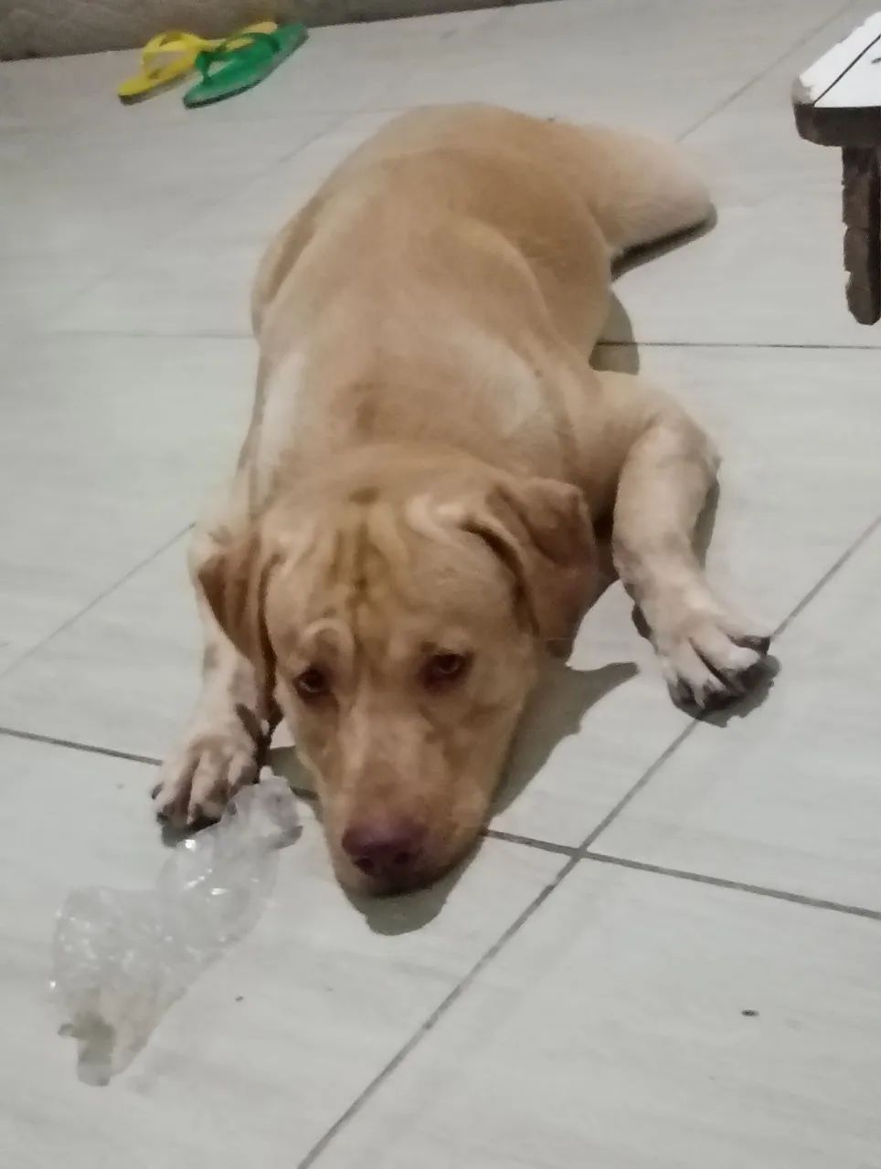 Doação de um labrador - Foto 2