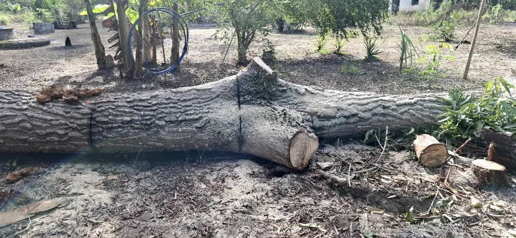 Madeira para Forno ou Caldeira  - Foto 3