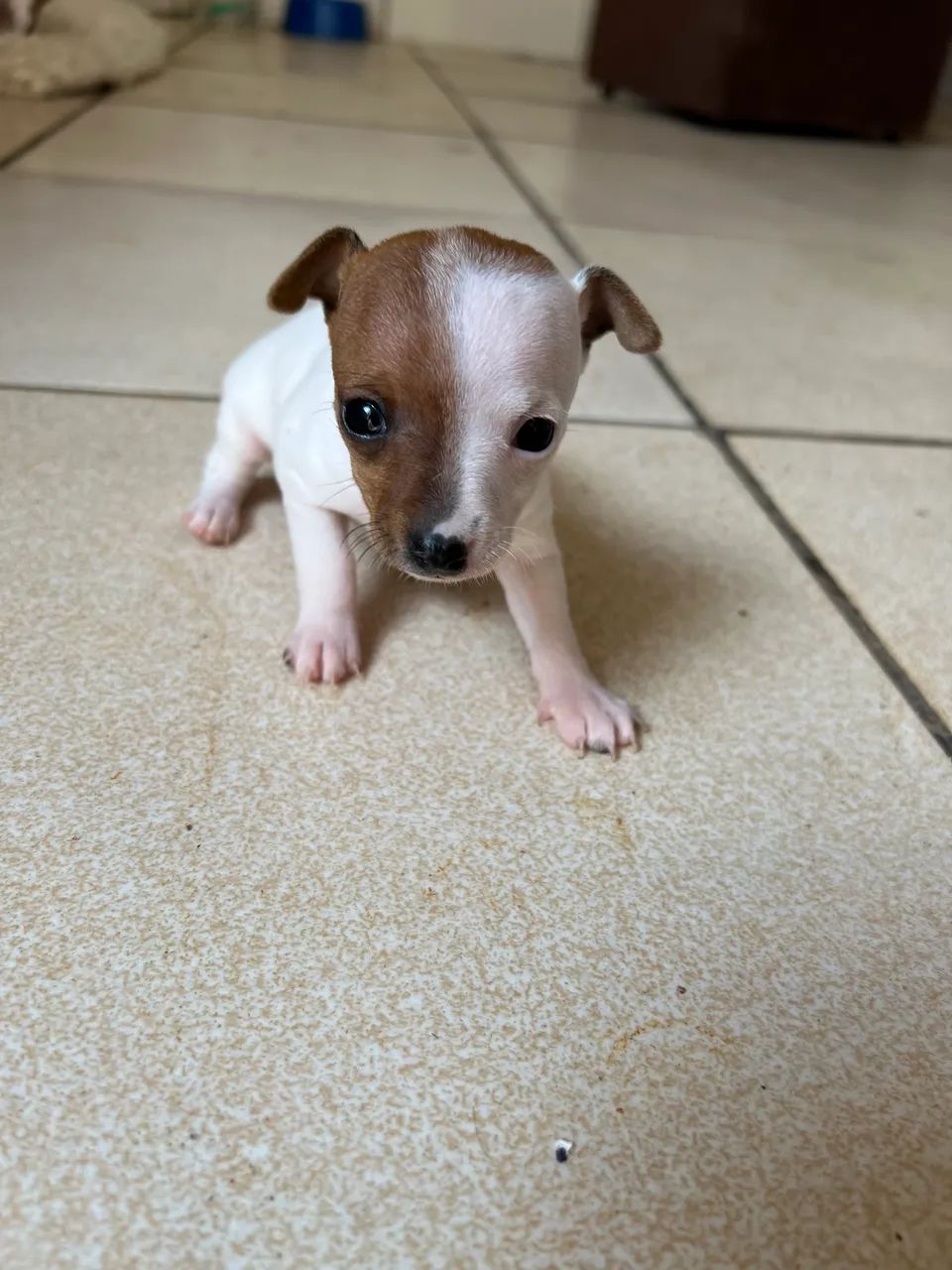 Pinscher 
