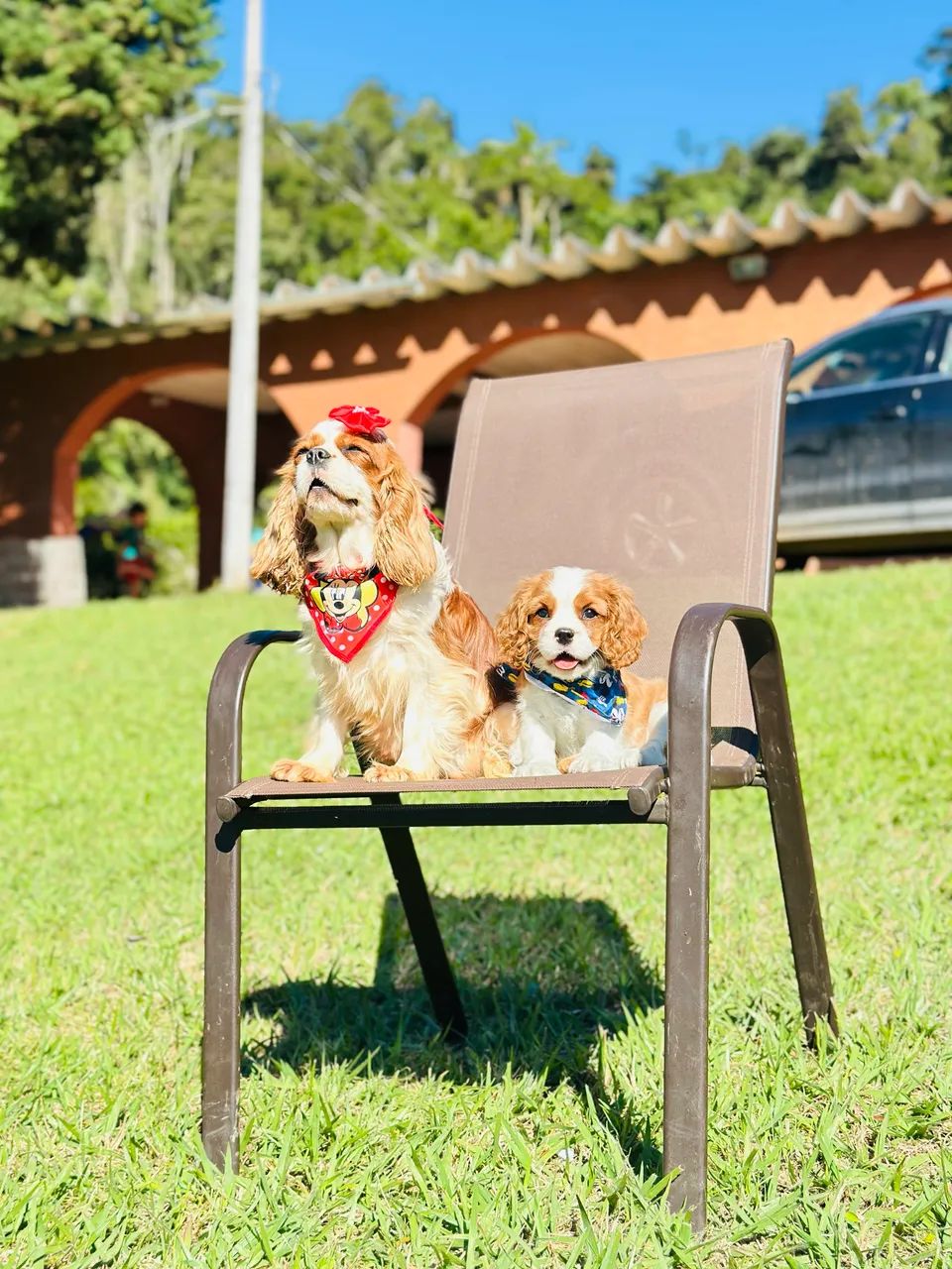 Cavalier king charles espantei - Foto 2