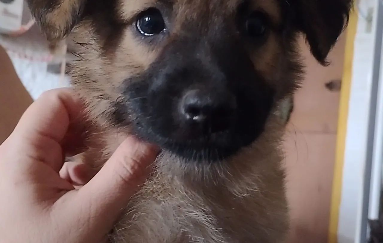 Cachorrinhos para adoção responsável  - Foto 2