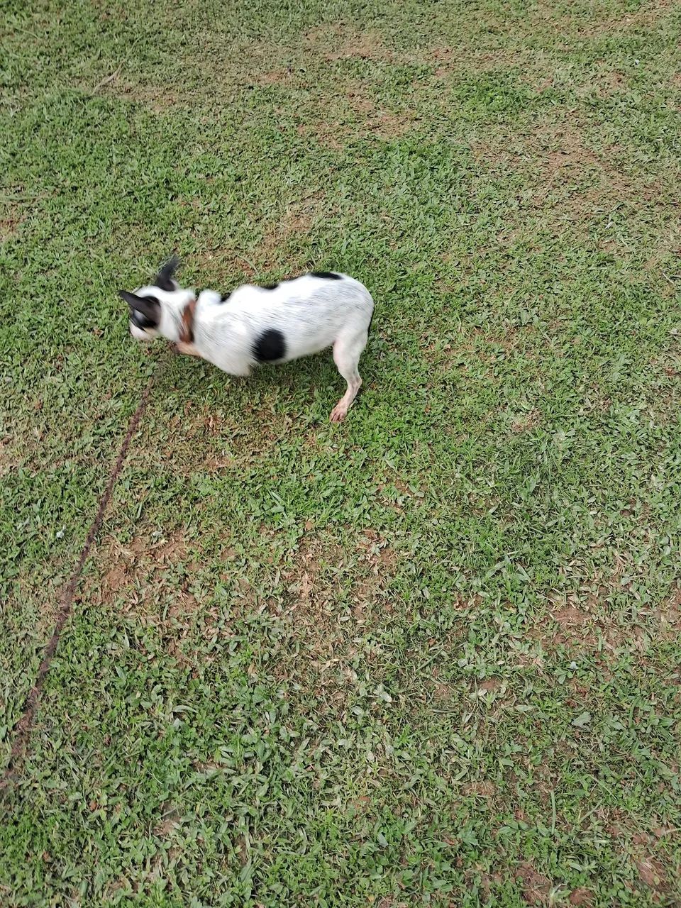 Animal de estimaçao