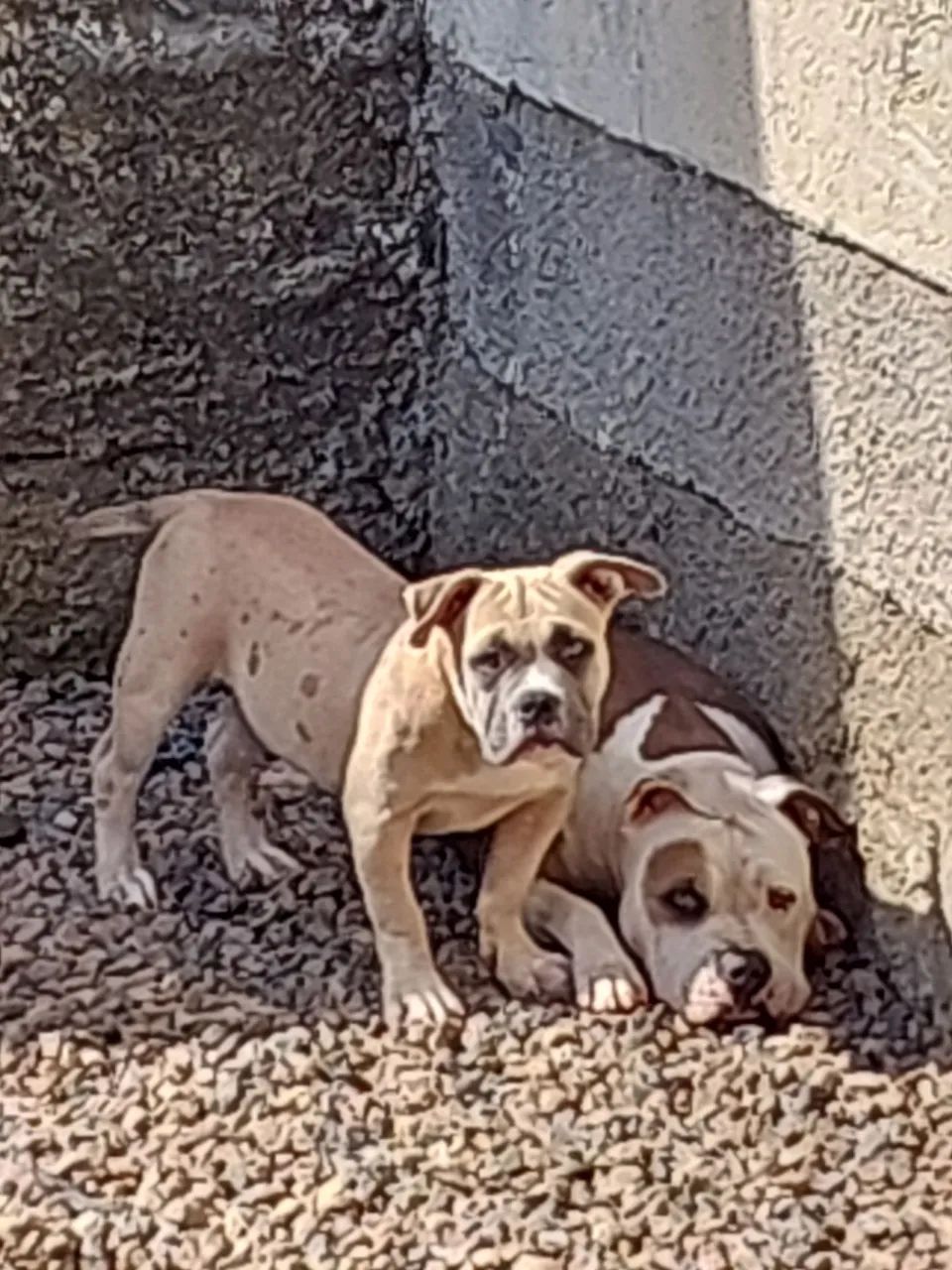 Filhotes Américan Bully  - Foto 2