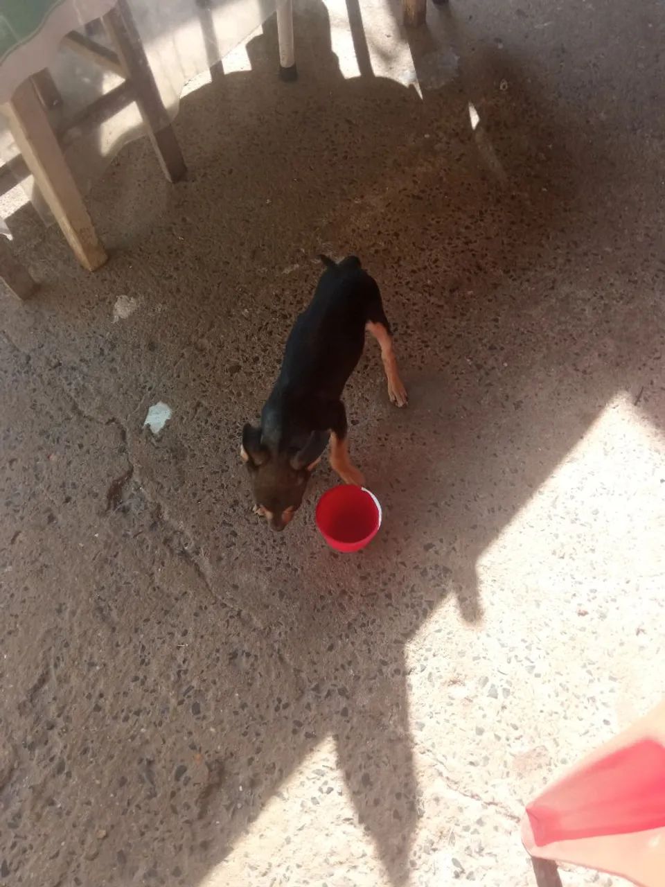 Cachorro macho porte pequeno  - Foto 3