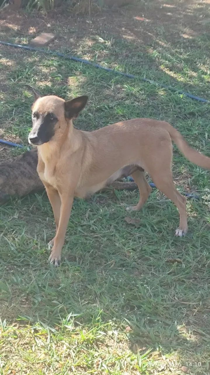 Cachorro - Foto 5